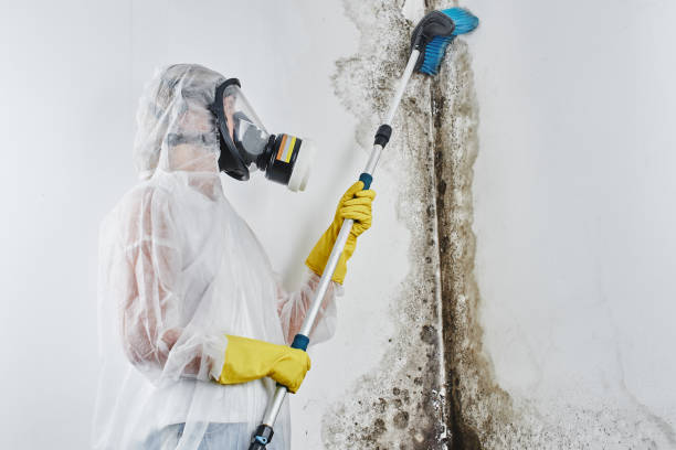 Best Commercial Mold Removal  in Burleson, TX