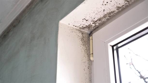 Best Mold Cleaning Services  in Burleson, TX