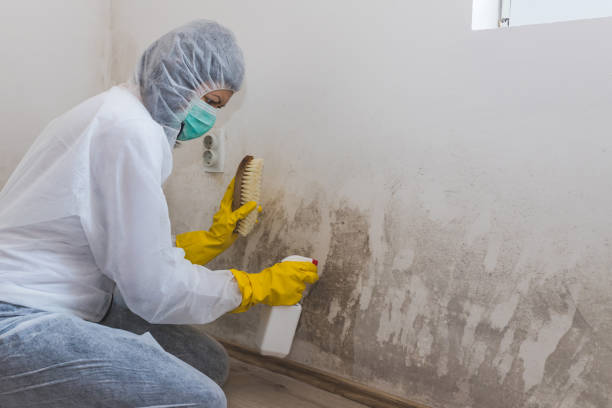 Best Attic Mold Removal  in Burleson, TX