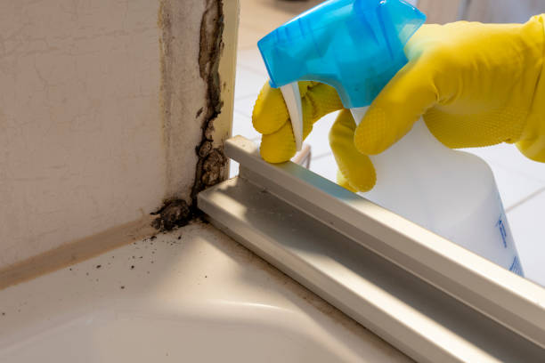 Best Office Mold Removal Services  in Burleson, TX