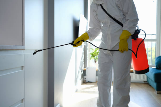 Best Mold Removal Process  in Burleson, TX