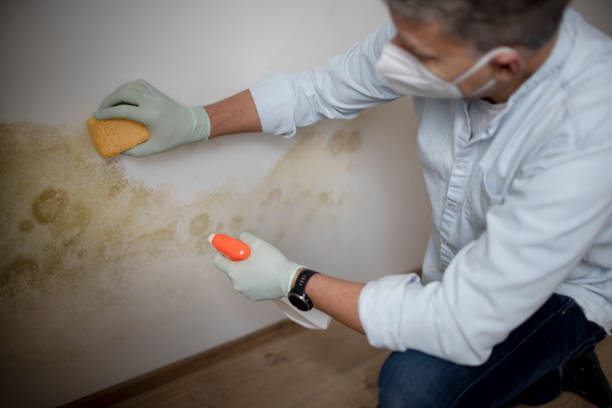 Best Mold Cleaning Services  in Burleson, TX