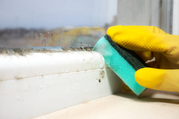 Best Certified Mold Removal  in Burleson, TX