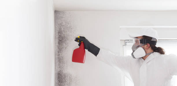 Best Emergency Mold Removal  in Burleson, TX