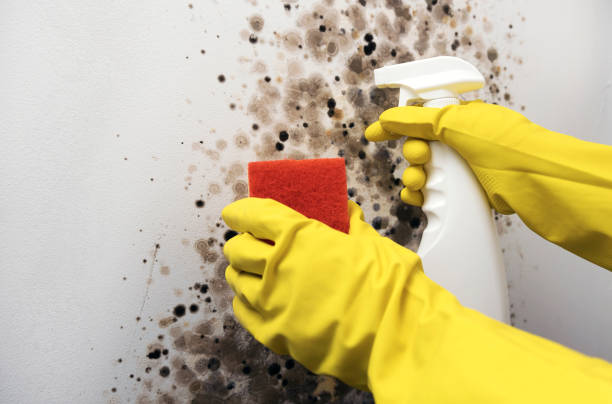  Burleson, TX Mold Removal Pros