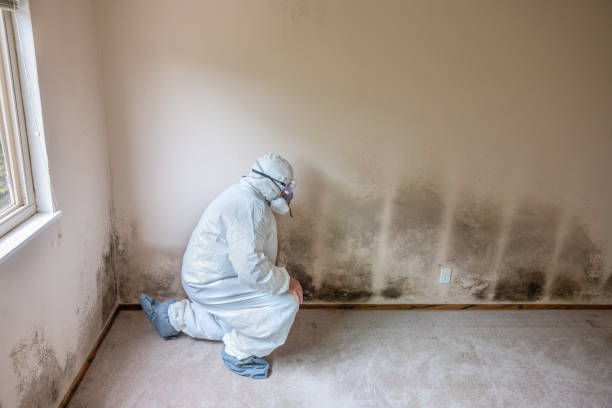 Professional Mold Removal in Burleson, TX