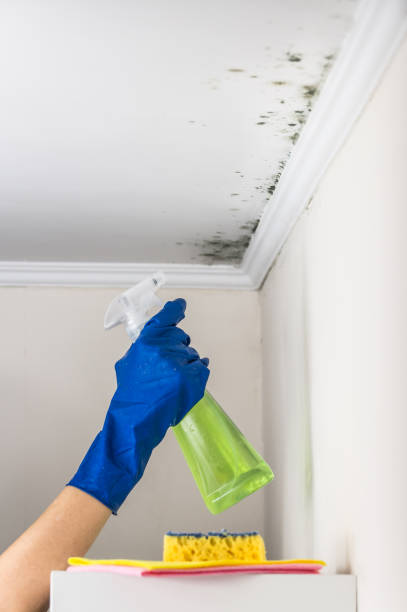 Best Mold Remediation  in Burleson, TX